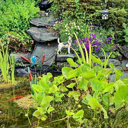 Kingfisher * Killarney