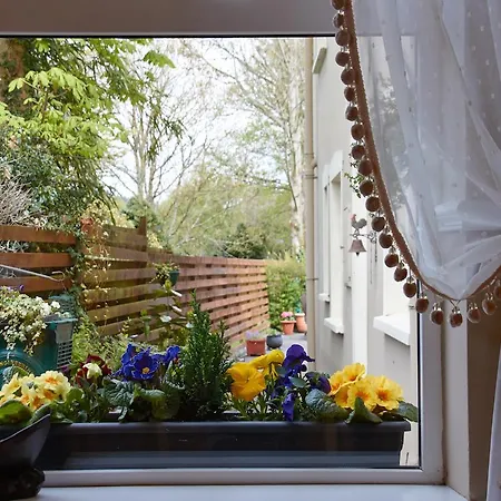 Kingfisher * كيلارني